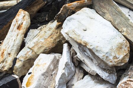 fossil stone wood on the riverの写真素材