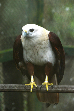white eagle