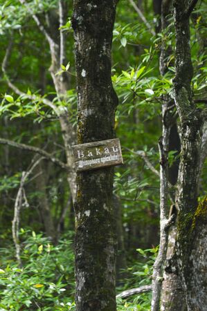 grove of mangrove trees in the mangrove forest conservation areaの写真素材