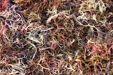 seaweed in the drying processの写真素材