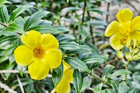 yellow trumpet flower tree in natureの写真素材
