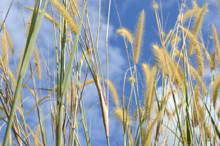 Weed grass against the sky