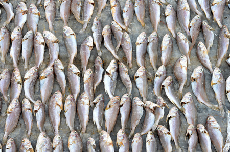 patterns of dried fish backgroundの写真素材