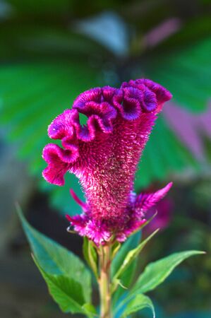 flower crested chicken