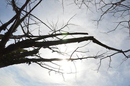 dried branches on a big tree with blue sky background