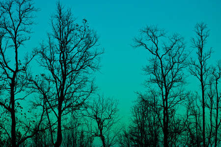 silhouette of trees with leafy dry