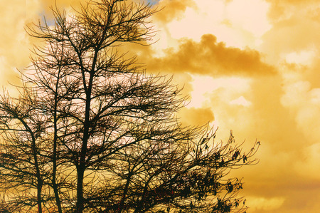 silhouette of trees with leafy dryの写真素材