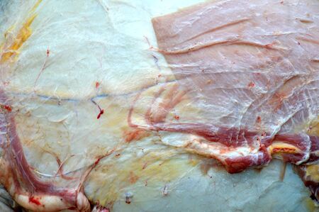 cow slaughteron the moslem ceremonialの写真素材