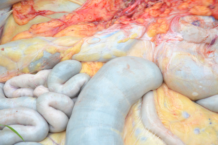 cow intestines in the abdomenの写真素材