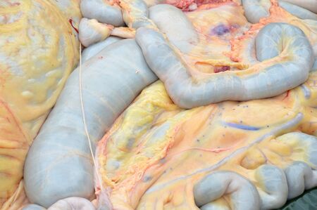 cow intestines in the abdomen