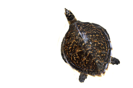 turtle preserved on the white wallの写真素材