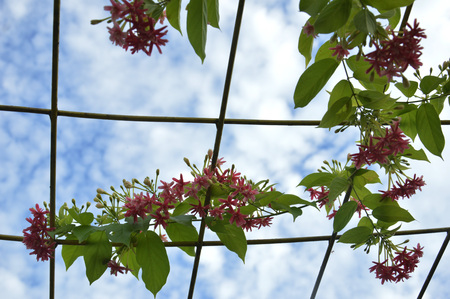Pink coral vine or mexican creeper or chain of love flowerの写真素材