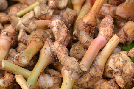 galangal backgroundの写真素材