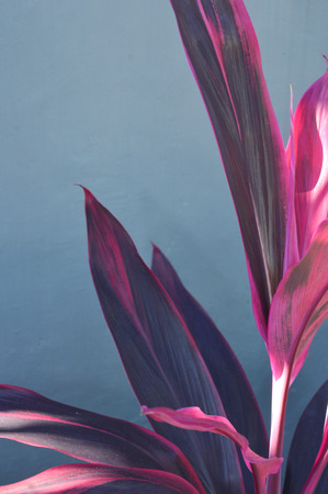 Corn Plant's bright leaf with red stripe (Dracaena fragrans)の写真素材