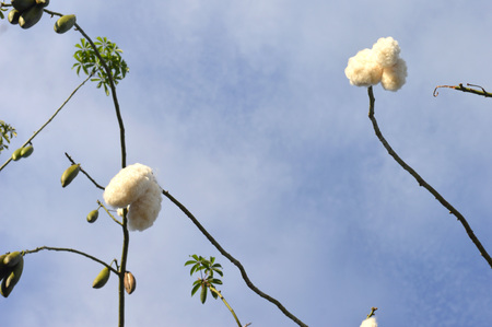 piece of Silk Floss Tree agaibst blue skyの写真素材