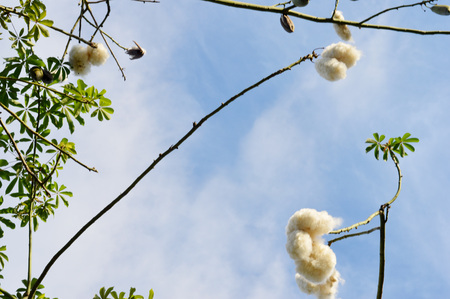 piece of Silk Floss Tree agaibst blue skyの写真素材