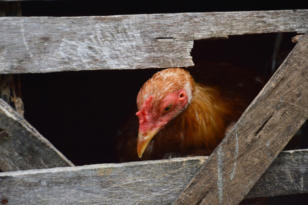 rooster in wooden cageの写真素材