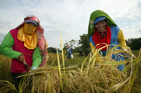BARRU - INDONESIA, 30th June 2009 : village farmers harvest riceのeditorial素材