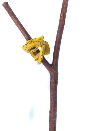little yellow phyton snake on the twig isolated on white backgroundの写真素材