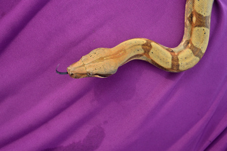 phyton snake on the purple cloth
