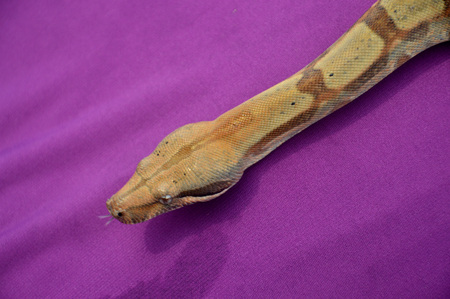 phyton snake on the purple cloth