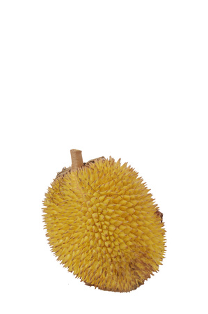 Elaii, tropical fruits like durian fruit, tropical fruit that is found only in Borneo Indonesia...