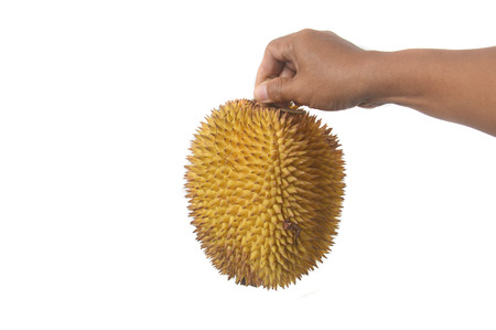 Male hand holding "Elaii", tropical fruits like durian fruit, tropical fruit that is found only in Borneo Indonesia isolated on white backgroundの写真素材