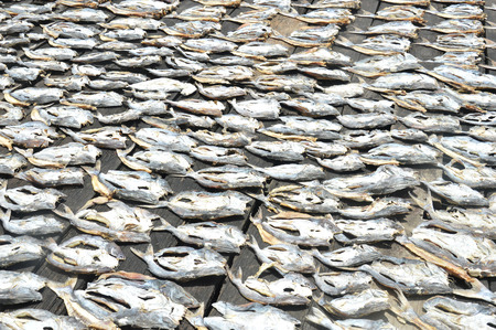 row of dried fish background      の写真素材