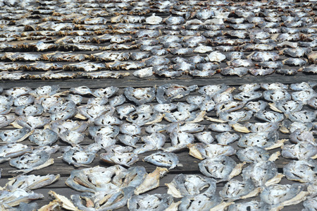 row of dried fish background      の写真素材