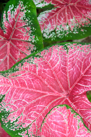 Beautiful plant caladium in the gardenの写真素材