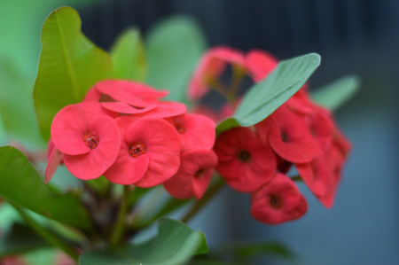 Crown of thorns flowers  Euphorbia milli Desmoulの写真素材