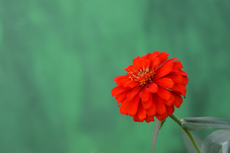 Beautiful red dahlia flower in gardenの写真素材