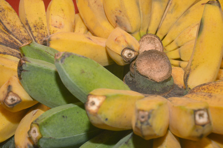 a bunch of yellow bananasの写真素材