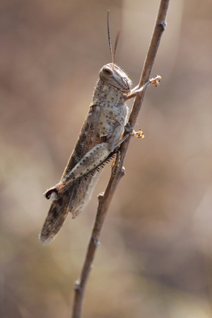 grasshopper, macro photoshoot with selecive focusの写真素材
