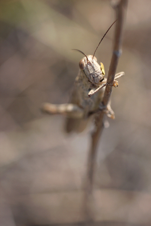 grasshopper, macro photoshoot with selecive focusの写真素材