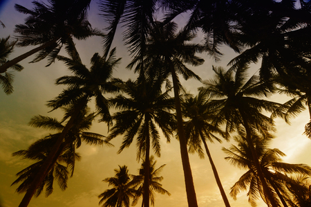silhouette of palm trees at sunsetの写真素材