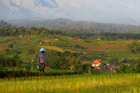 panoramic village rice fields with rice terraces at west java Indonesiaの写真素材