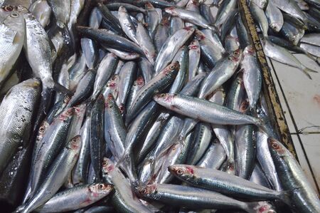 raw sardine background
