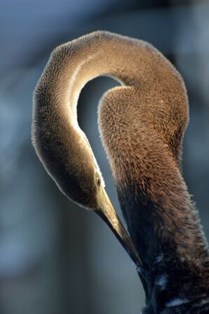 brown heron at the pier