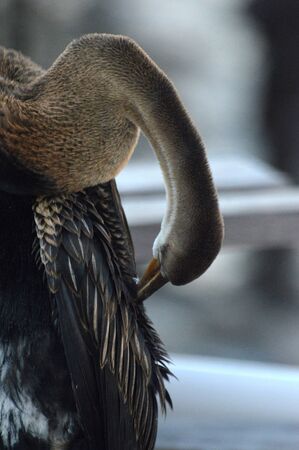 brown heron at the pier