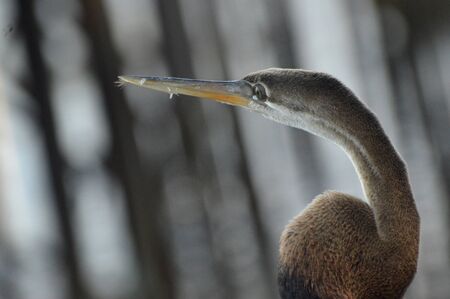 brown heron at the pierの写真素材