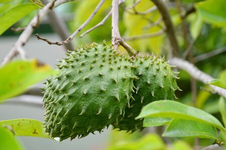 natural soursop green (Annona muricata L.) ripe on the treeの写真素材