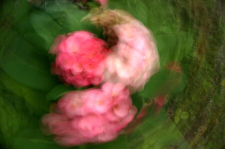 abstract blurred flower background by using zooming and panning techniquesの写真素材