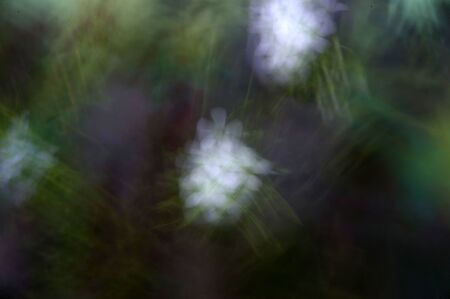 abstract blurred flower background by using zooming and panning techniquesの写真素材