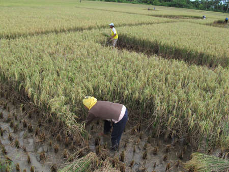 BARRU - INDONESIA, 10th APRIL 2013 ; paddy farmers traditionally harvest their paddyのeditorial素材