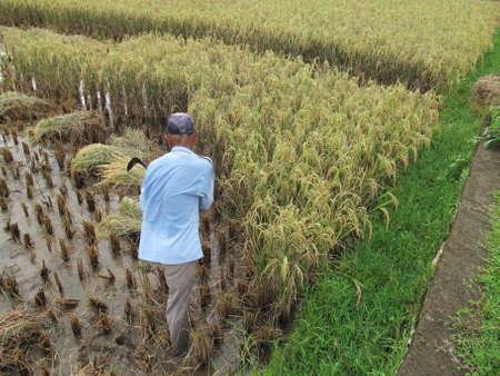 BARRU - INDONESIA, 10th APRIL 2013 ; paddy farmers traditionally harvest their paddyのeditorial素材