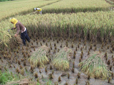 BARRU - INDONESIA, 10th APRIL 2013 ; paddy farmers traditionally harvest their paddyのeditorial素材