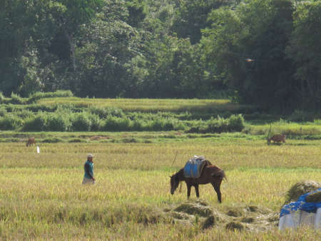 BARRU - INDONESIA, 11th APRIL 2013 ; paddy farmers traditionally harvest their paddyのeditorial素材