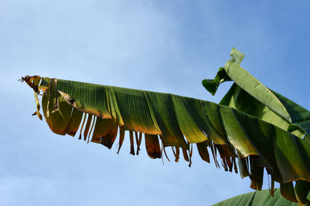 group of banana leaves against blue cloudsの写真素材