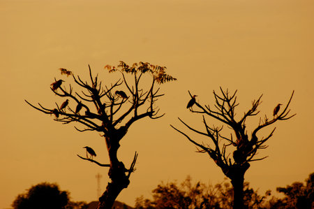 silhouette of a bird on a tree with twilight shadesの写真素材